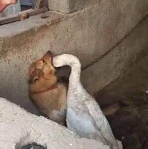 Meet your Posher, Alexander